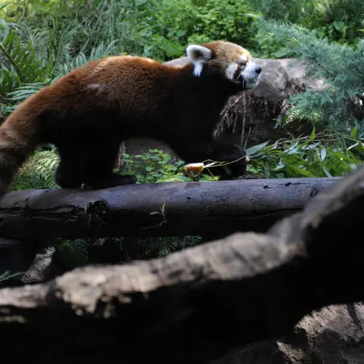 Panda en Zoológico Metropolitano