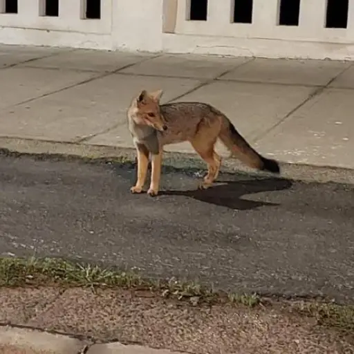 avistamiento de zorro